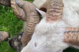 Abby Lavie: Mijn boerderij 1