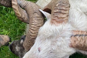 Abby Lavie: Mijn boerderij 2