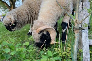 dit zijn mijn schapen, Walliser Schwarznase,