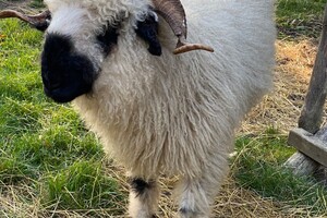 Abby Lavie: Mijn boerderij 2