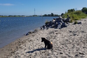 Flynn (Border Collie)