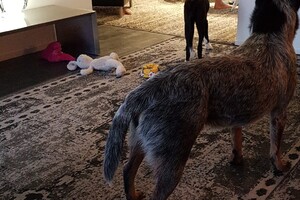 Flynn (Border Collie)