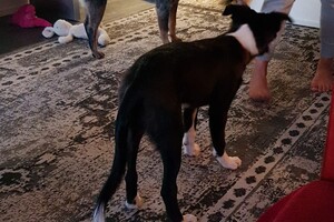 Flynn (Border Collie).