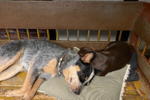 Abby Lavie: mijn roedel