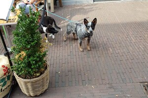 21 september: Vandaag Delft, was perfect wandelweer