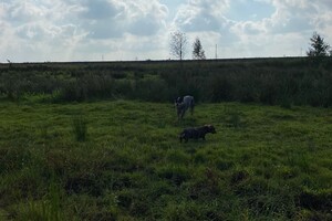 Abby Lavie: Baasje jarig