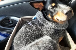 Soran Bart: auto zitje