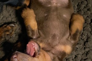 Fien - Kaat- Noor - Cato nest