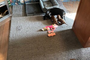 Fien - Kaat- Noor - Cato nest