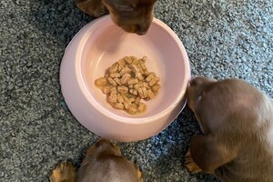 Fien - Kaat- Noor - Cato nest