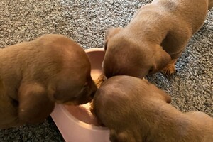 Fien - Kaat- Noor - Cato nest