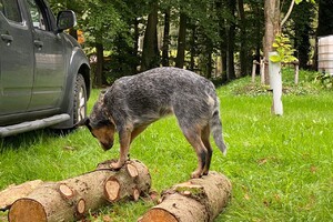 Abby Lavie: Ik ben in Gelderland 