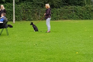 Flynn (Border Collie).