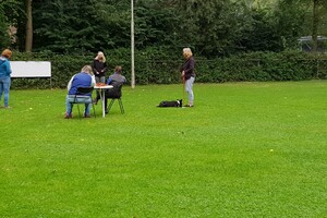 Flynn (Border Collie).