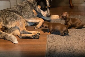 Abby Lavie: Roedel familie