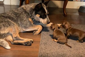 Fien - Kaat- Noor - Cato nest