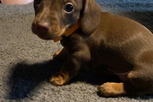 Fien - Kaat- Noor - Cato nest