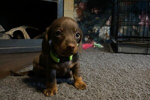 Fien - Kaat- Noor - Cato nest