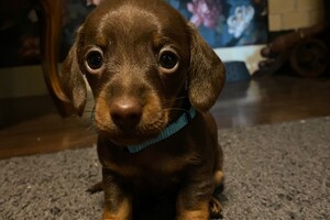 Fien - Kaat- Noor - Cato nest