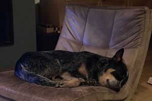 Ellis Coco: dierendag vandaag