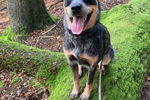 Ellis Coco: ik ben loops