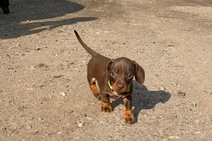 Abby Lavie: Roedel familie