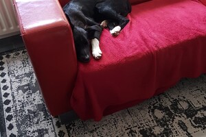 Flynn (Border Collie).