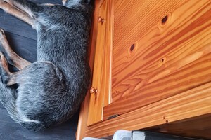 Ezran Dundee: kantoor hond