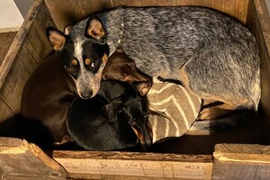 Abby Lavie: mijn roedel