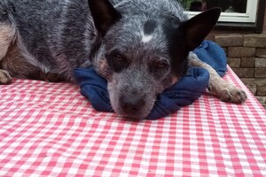 Tante Janske en de roedel