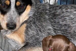 Abby Lavie: mijn roedel