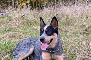 Abby Lavie: in Duitsland 