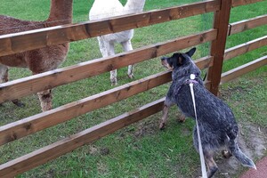 Soran Bart: dieren kijken