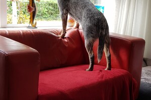 Ava Kira: familie trekje