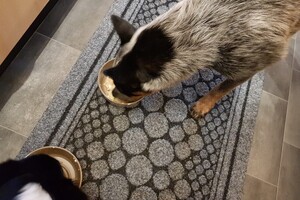 (3 augustus) Ava Kira: ik ben loops