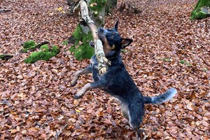 Ellis Coco: verjaardag 