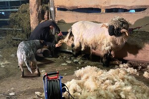 Abby Lavie: Schaap Shaun