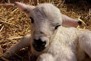 Abby Lavie: mijn boerderij