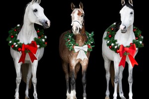 Soran Bart: Mijn paarden