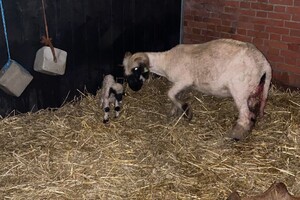 Abby Lavie: mijn boerderij