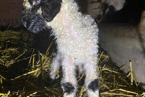 Abby Lavie: mijn boerderij