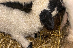Abby Lavie: mijn boerderij