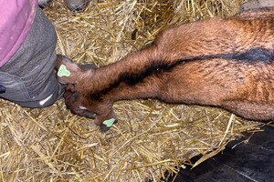 Abby Lavie: mijn boerderij