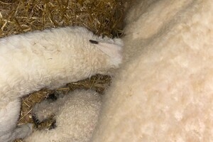 Abby Lavie: mijn boerderij