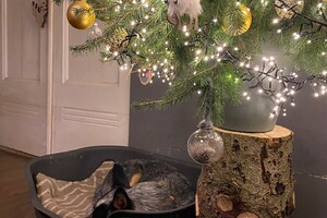 Abby Lavie: mijn roedel