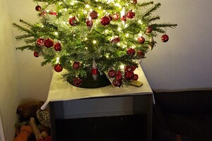 Ava Kira en Flynn: we vieren kerst