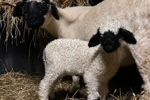 Abby Lavie: mijn boerderij