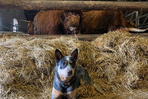 Abby Lavie: Mijn boerderij 