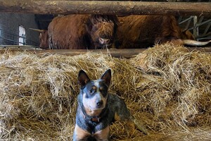 (8 februari) Abby Lavie: ik ben loops