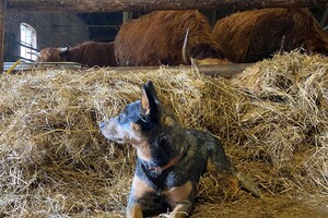 Abby Lavie: mijn boerderij